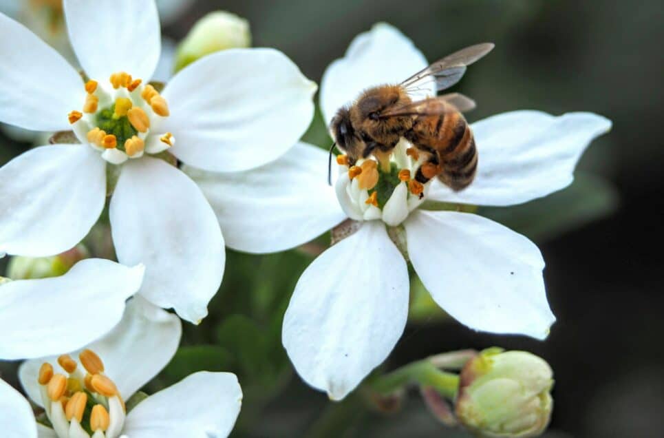 15 Easy Garden Upgrades That Attract Birds, Bees, and Wildlife Instantly